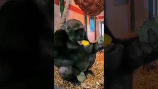 This Teenage Male Is Enjoying A Selection Of Vegetables! #Gorilla #Eating #Asmr #Satisfying