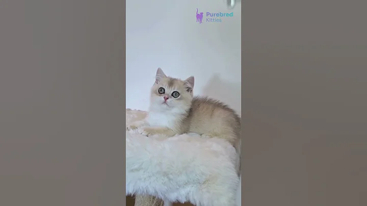 Watch the video about Meet Sapphire