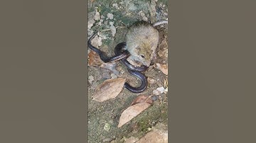 chuột tấn công rắn hổ hành #dongvat #snake #ranhohanh #funny #animals