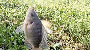 Câu cá /hốt chọn ổ rô phi .cá chim cá tra cá dảnh gỡ mỏi tay