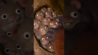 Hoppers de Disney y Pixar | Anuncio: Permaneced juntos | Ya Disponible en Disney+