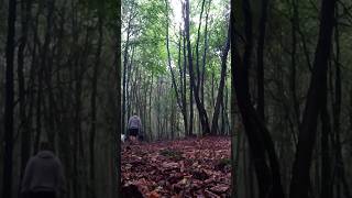 🖤🐺🤍 #wolfpack #packleader #forest #rain #clouds #goldenretriever #staffordshireterrier #bestfriend