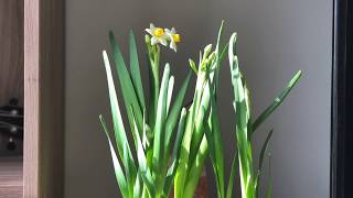Time Lapse: Daffodil Paperwhite Narcissus from bulb to blooms, 水仙花开; Music: Bach