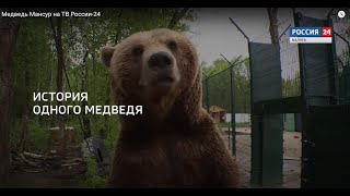 Медведь Мансур на ТВ России-24