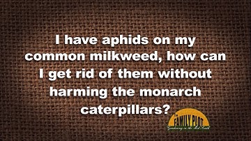Q&A – I have aphids on my milkweed. How can I get rid of them without harming monarch caterpillars?