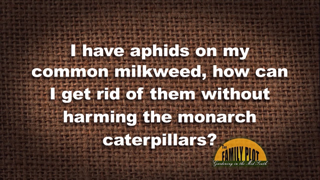 Q&A – I have aphids on my milkweed. How can I get rid of them without harming monarch
