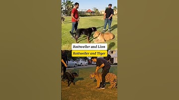 compare the bravery of lions and tigers
