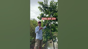 Cây Mãng cầu xiêm Thái ghép gốc bình bát | 0386569374 - Ngọc Ngân Bến Tre | Chuyên cây độc lạ