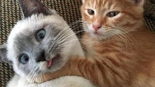 😂 Funniest Cats and Dogs Videos 😺🐶 || 🥰😹 Hilarious Animal Compilation №187