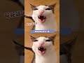 生活对我一只小猫咪也太残酷了#猫咪 #萌宠 #可爱 #流浪猫