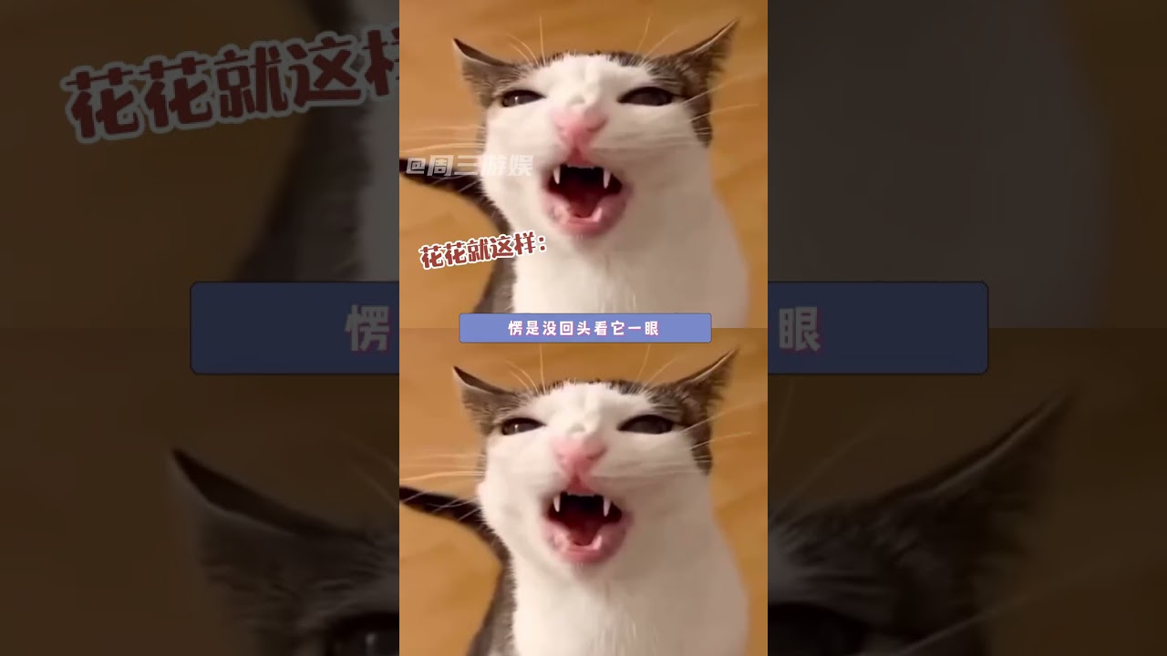 生活对我一只小猫咪也太残酷了#猫咪 #萌宠 #可爱 #流浪猫