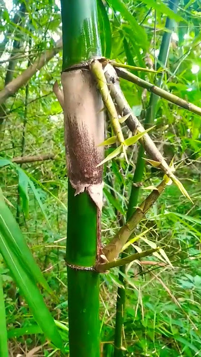 Luar Biasa!!! Penemuan Bambu Petuk Asli Nyata