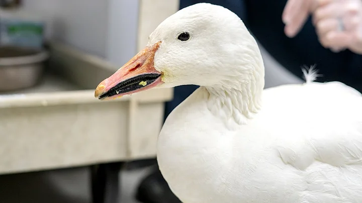 Snow goose receives care at Cornell's Janet L. Swa...
