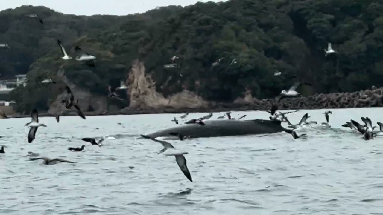 ザトウクジラ来ましたよ