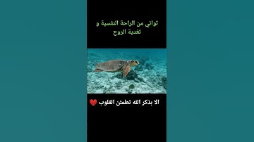 35 ثانية راحة نفسية القران الكريم تلاوه خاشعه مع فيديوهات الطبيعة و الحيوانات #القرآن_الكريم #quran