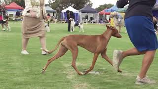 2024 Greensborough Saturday Show  Hounds