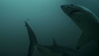 Shark Week 2016: Megalodon Rises