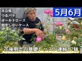 保存版!!【5月6月】バラの花後剪定の基礎レッスン【17連発!】木立性/つるバラ/オールド/剪定しないケースなど盛りだくさん