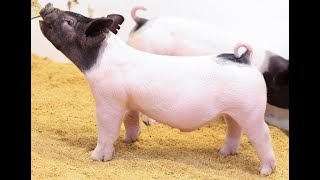 Details 33-6 Crossbred Gilt News