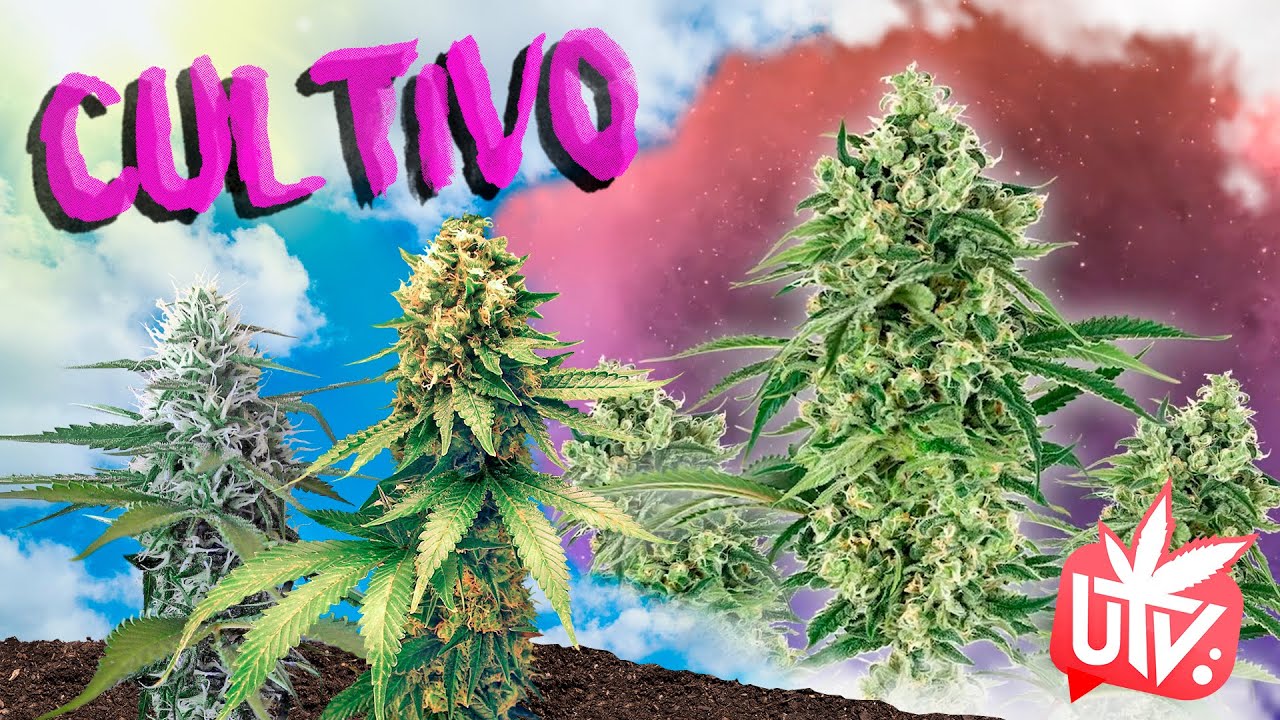 GENÉTICAS de la M4RIHU4NA: NICOLE HINDU KUSH