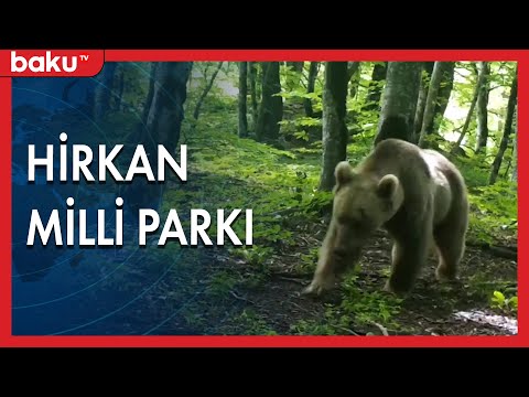 Lənkəranda yerləşən Hirkan Milli Parkı - BAKU TV