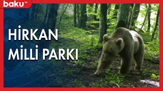 Lənkəranda yerləşən Hirkan Milli Parkı - BAKU TV