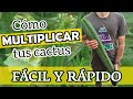 Cómo MULTIPLICAR tus CACTUS COLUMNARES | Método Esqueje 🔪🌵