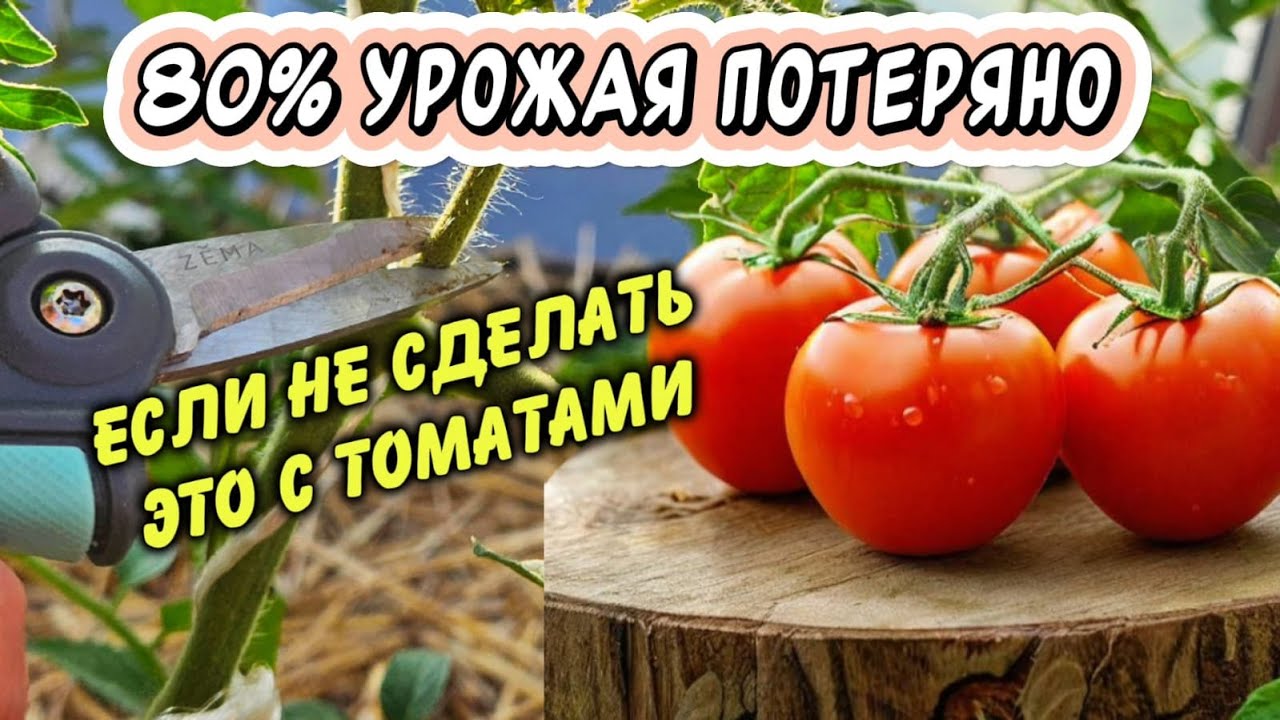 Маленькая хитрость для огромного урожая томатов!