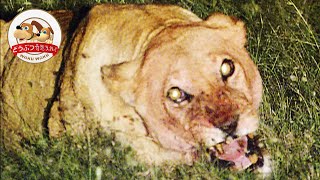ハイエナ集団がライオンを襲う！サバンナの厳しい生存競争【どうぶつ奇想天外／WAKUWAKU】