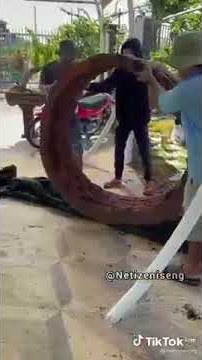 #Netizeniseng #videolucu #video #lucu #shorts