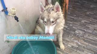 Siberian Husky reklamador kung maligo