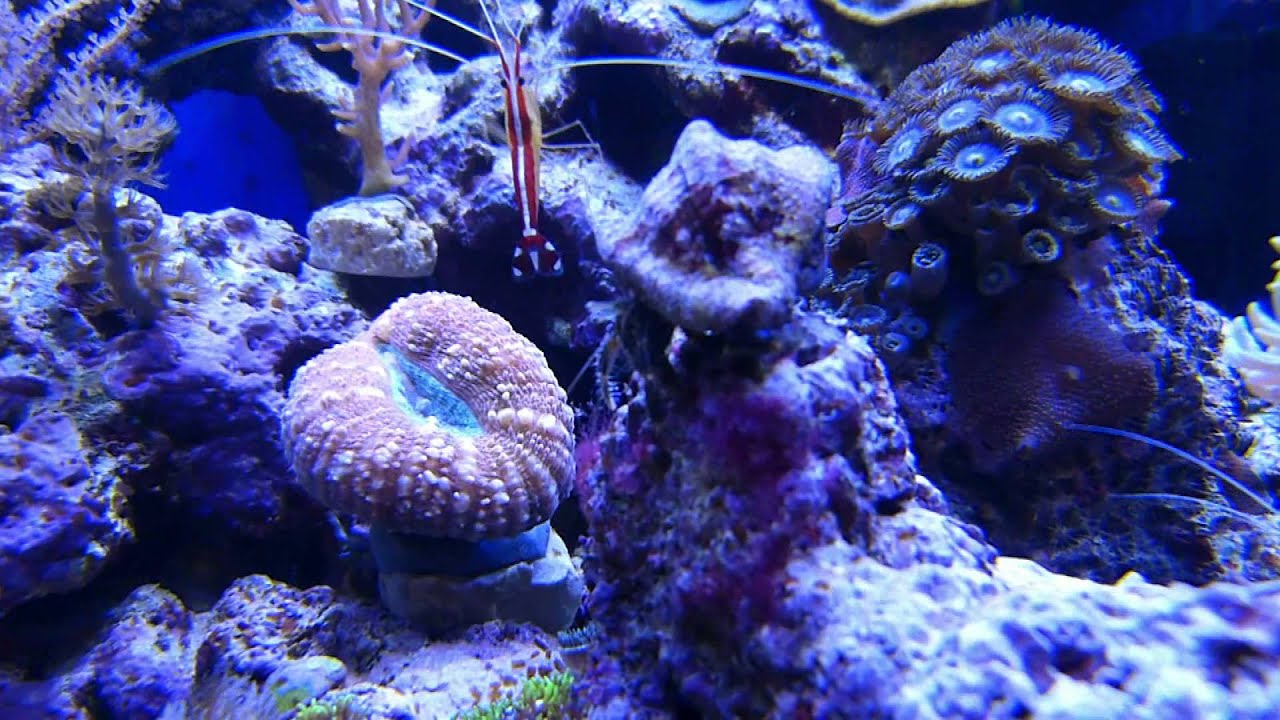 Vielbeiner bei der Arbeit (Putzergarnelen und Einsiedlerkrebse)