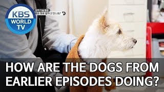 How are the dogs from earlier episodes doing? [Dogs are incredible/ENG/2020.01.21]