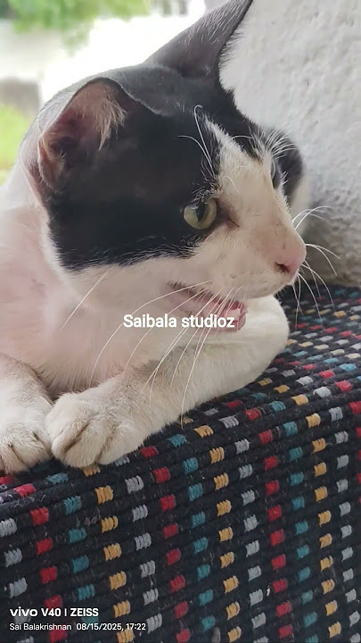 உங்கள எங்கயோ பாத்த மாதிரி இருக்கு #cat #animals #comedy #saibalastudioz