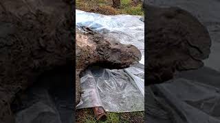 Найдены Останки Шерстистого Носорога С Внутренними Органами!!!#Находки #Shorts #Новости