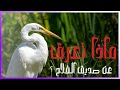 ابو قردان ماذا تعرف عن اشهر طائر في مصر