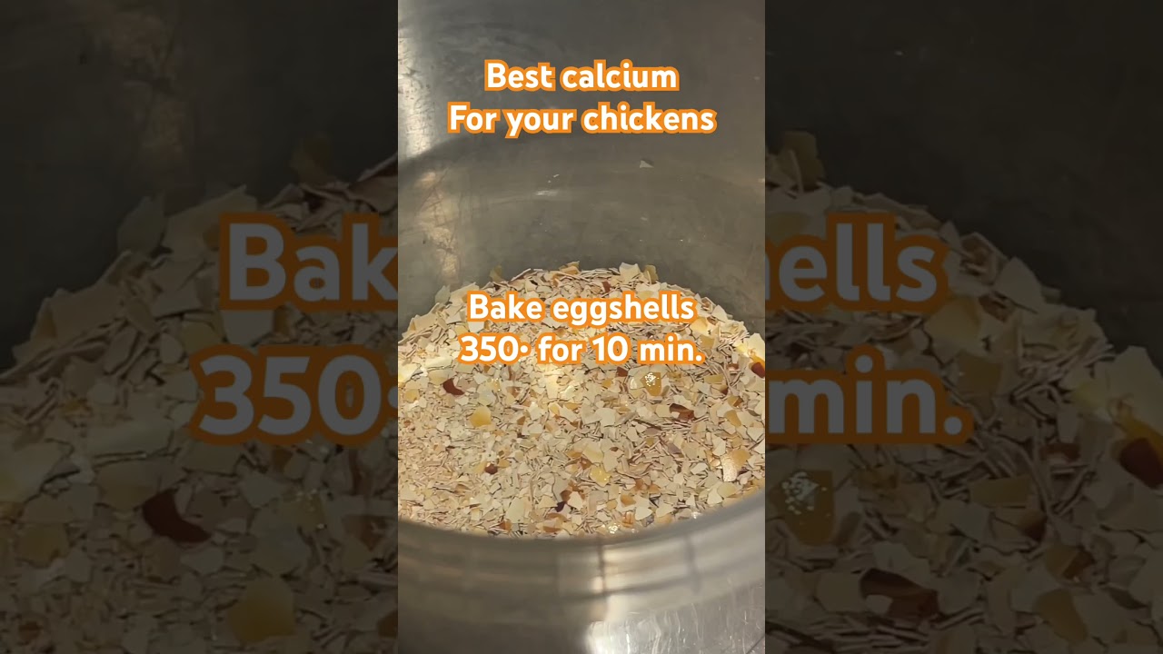 Cheapest and best calcium for your chickens 🐓 