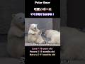 「可愛い」はこうして受け継がれるホッキョクグマ親子 #polarbear #shorts #双子のこぐま