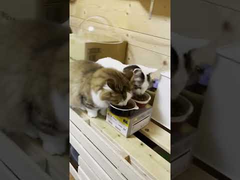猫が仲良く横並びで食べてるだけなのに何故か見てしまう【 #Shorts 】
