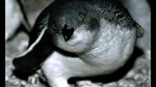 Blue Penguins (1973).avi