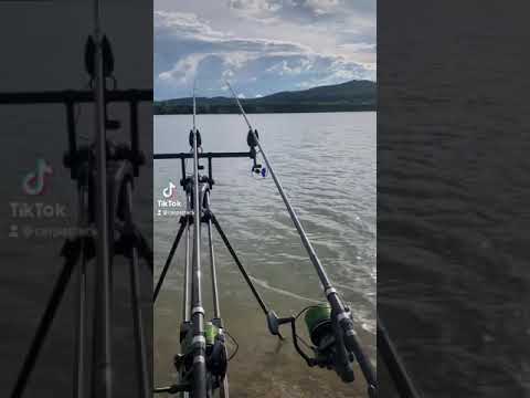 Aggressive carp run