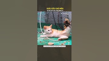 Giải cứu chú mèo con bị mắc kẹt vào lưới đánh cá #phidiscovery