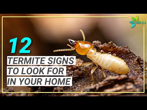 Video: Wo kommen Termiten am häufigsten vor?