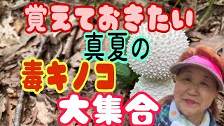 毒キノコ26種もあった中食べれるキノコ6種類 ‼️ 2022.8.2日❣️