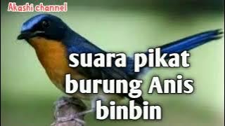Suara pikat burung Anis binbin mp3