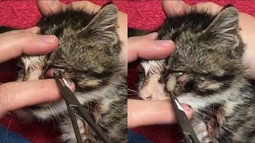 Removing A Giant Botfly Maggot Inside Small kitten
