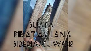 SUARA ASLI KUOR HITAM /ANIS SIBERIA ||COCOK UNTUK MIKAT