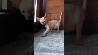 Playful Sphynx Kittens: A Collection of Precious Playtime Adventures by Royal Animals 👑 573 views 8 months ago 1 minute, 20 seconds