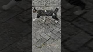 si broy #cat #cats #cute #cutebaby #like #subscribe #love #trending #funny #fun #shorts #viral #fyp
