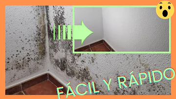 ¿Cómo se eliminan los hongos de una habitación?